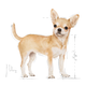 ROYAL CANIN CHIHUAHUA ADULT