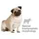 ROYAL CANIN PUG (Mops)