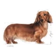 ROYAL CANIN DACHSUND