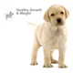 ROYAL CANIN LABRADOR JUNIOR