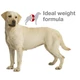 ROYAL CANIN LABRADOR