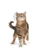 ROYAL CANIN STERIL APPETITE CTRL 2