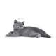 ROYAL CANIN KITTEN BRITISH