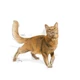 ROYAL CANIN FIT32