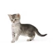 ROYAL CANIN KITTEN INSTINCTIVE