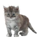 ROYAL CANIN KITTEN IN JELLY