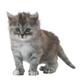 ROYAL CANIN KITTEN IN JELLY