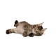 ROYAL CANIN KITTEN MAINECOON