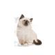  ROYAL CANIN KITTEN36