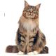  ROYAL CANIN MAINECOON