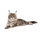  ROYAL CANIN STERILISED LOAF