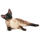  ROYAL CANIN SIAMESE