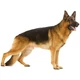 ROYAL CANIN MAXI ADULT