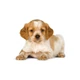 ROYAL CANIN MEDIUM PUPPY