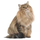 ROYAL CANIN URINARY CARE