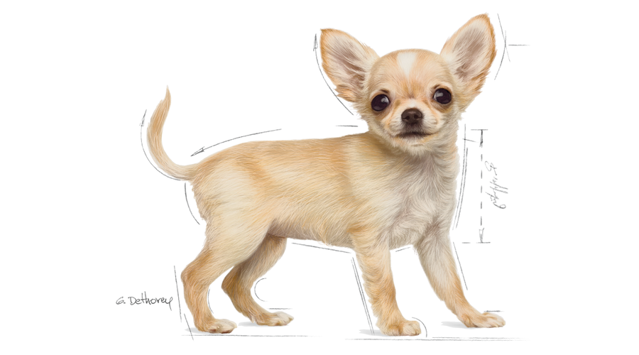 royal canin mops junior